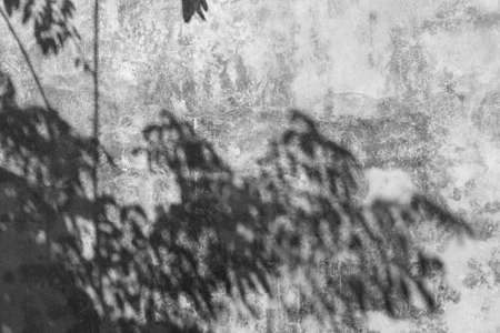 Abstract concrete wall with Shadow of boughs and leaves.