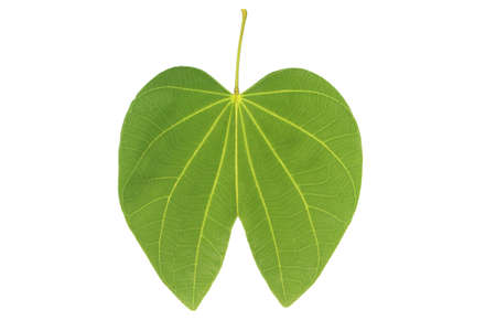 Bauhinia acuminata leaf isolated on white background with clipping path. Natural green leaves. Fresh...