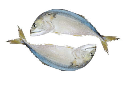 Steamed mackerel isolated on white backgroundの写真素材