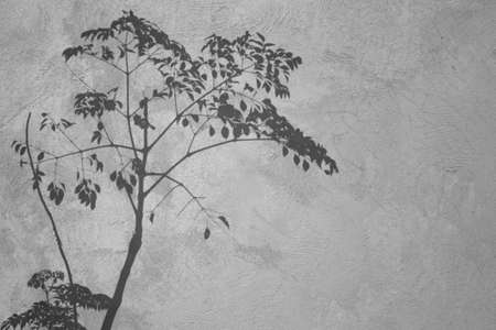 Shadows of a tree on a concrete wall. Black and white nature background.