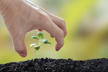 The young man hand was protecting the basil seedling on green blurry background.
