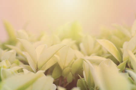 Selective focus of pattern on natural leaf in the garden.の写真素材