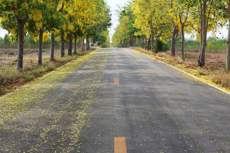 The asphalt road is covered with yellow flower petals and the Cassia fistula or Golden shower tree...