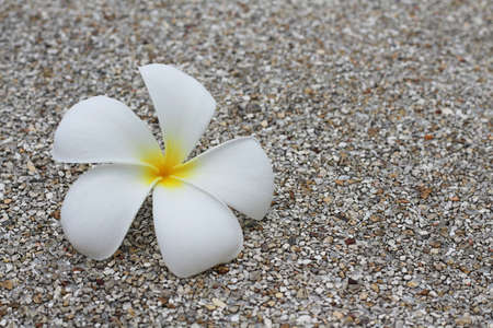 Beautiful frangipani or plumeria flowers on the concrete floor in the garden.の写真素材