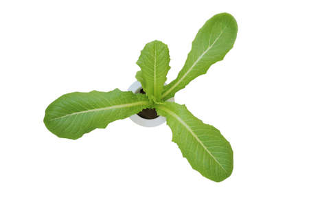 Vegetable seedlings growing on a sponge in a white hydroponic pot isolated on white backgroundの写真素材