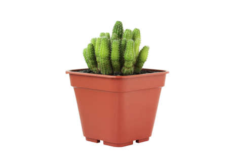 Front view of cactus in potted on white background.の写真素材