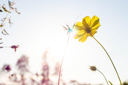Yellow Cosmos flowers in the garden.の写真素材