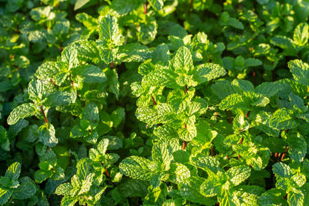 Green peppermint in the evening light in the garden. Top view.の写真素材