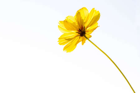 Yellow Cosmos flowers on white background. Ant's eye view.の写真素材