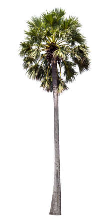 Palm tree isolated on white background.の写真素材