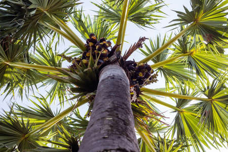 Sugar palms on the tree. Ant's eye view. Bottom view.の写真素材
