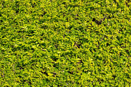 Beautiful nature green leaves for background.の写真素材