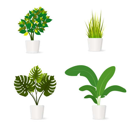 Monstera deliciosa, Banana, Grass, and small tree plant Vector illustration. Set of plant in pot isolated on white background.のイラスト素材
