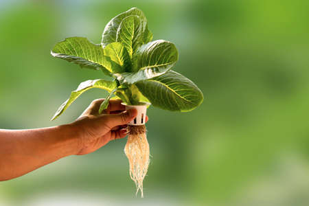 Hand of young man holding a white hydroponic pot with vegetable seedlings growing on a sponge isolated on green blurred backgroundの写真素材