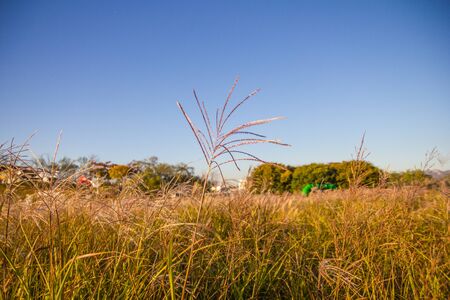 Grass in Korea