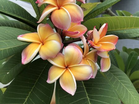 Thai colorful Flowersの写真素材