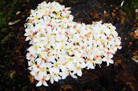 Close-up patchwork of Fordii (Tung) tree flower (Heart shape)