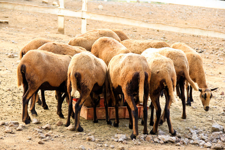 Herd of eating Barbado Blackbelly sheep