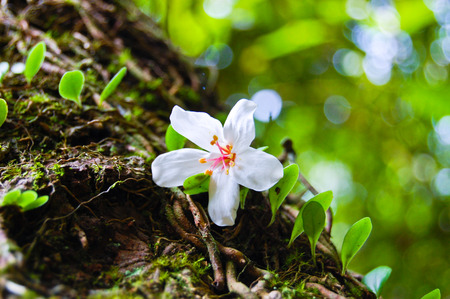 Close-up of Fordii (Tung) tree flowerの写真素材