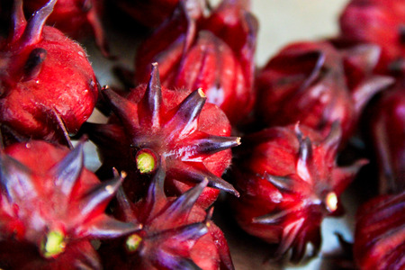 Roselle fruit (Herb)の写真素材