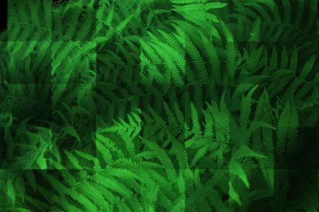 Abstract design of fern stems	の写真素材
