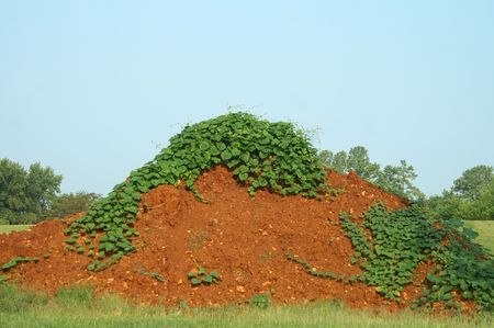 Red clay dirt pile with green vines growning on topの写真素材