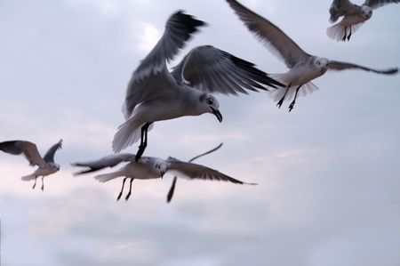 Sea Gulls Soaring  in Summer Skyの写真素材
