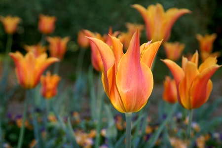 Closeup Of Red and Orange In a Field of Tulipsの写真素材