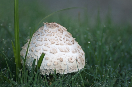 Misty morning with single mushroom and dew drops on grassの写真素材