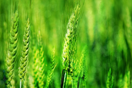Field of green wheat plantsの写真素材