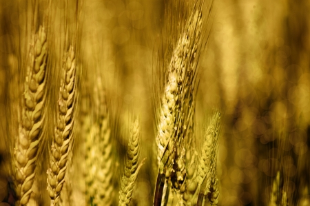 Abstract of golden wheat plantsの写真素材