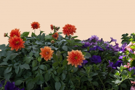 Orange dahlias and purple petunias with forground of greeneryの写真素材