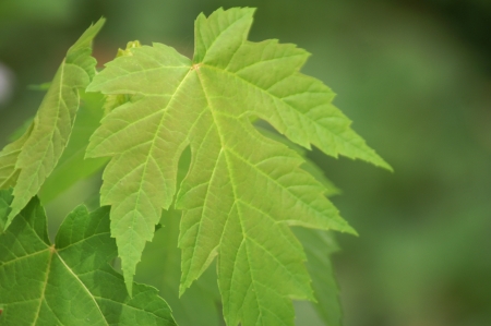 Green maple tree leaves on green backgroundの写真素材