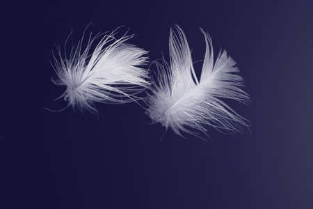White bird feathers floating on blue backgroundの写真素材