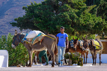 Donkeys carrying cargo in front of the yellow church in Oia, Santorini, Greeceのeditorial素材