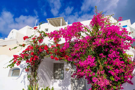 Colorful Bougainvillea flowers with white traditional buildings in Oia, Santorini, Greeceの写真素材