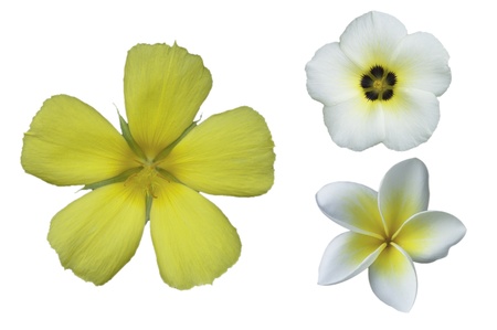 three flowersの写真素材