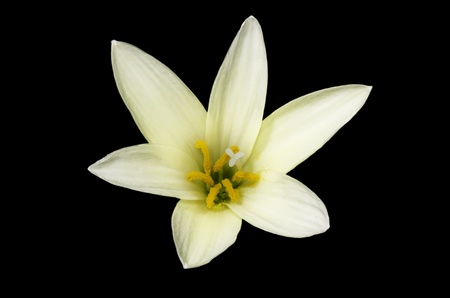 yellow flowersの写真素材