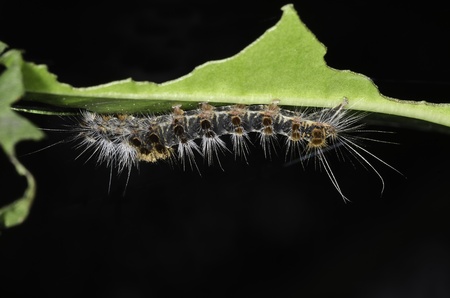 caterpillar  eat green leaf