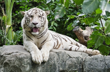 white tiger in zooの写真素材