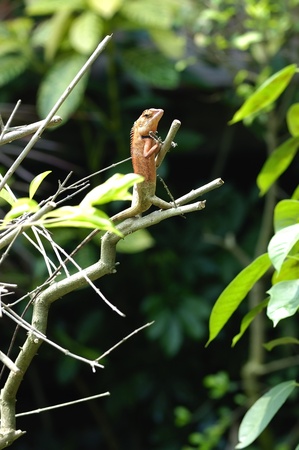 chameleon on treeの写真素材