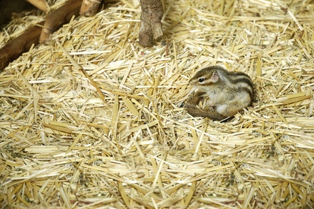 young squirrelの写真素材