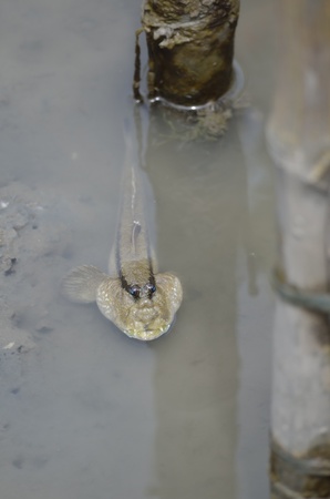 mud skipperの写真素材