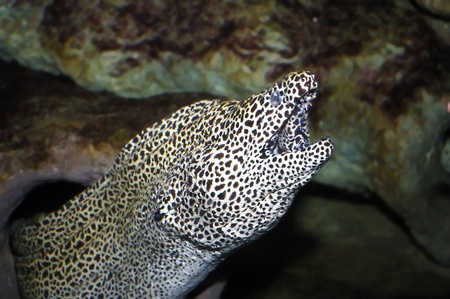 spotted morayの写真素材