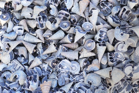 sea shellの写真素材