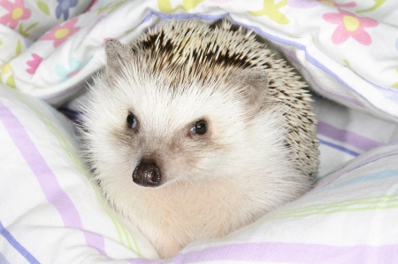 African pygmy hedgehogの写真素材