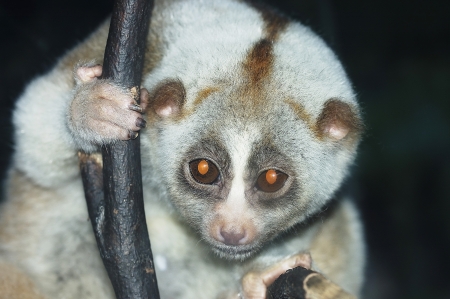 slow lorisの写真素材