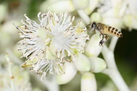 flying with palm flowerの写真素材