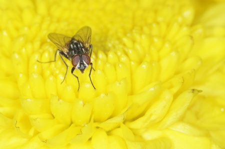 red eye fly