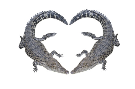 crocodilesの写真素材